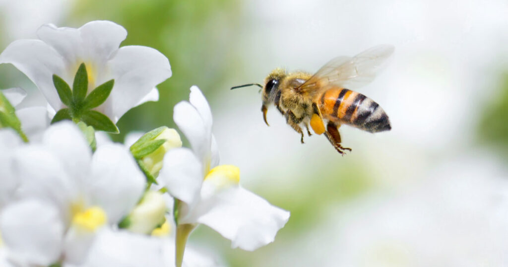 The bee buzzes around the garden.